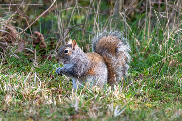 Naklejka na ściany i meble A Grey Squirrel (Sciurus carolinensis) in grass