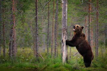 Bear hidden in yellow forest. Autumn trees with bear, face portrait. Beautiful brown bear walking around lake, fall colours, Romania wildlife.