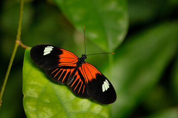 Fototapeta na wymiar Postman Butterfly, Heliconius melpomene, from Mexico in the nature habitat. Nice insect from Panama in the green forest. Butterfly sitting on the red flower from Central America.