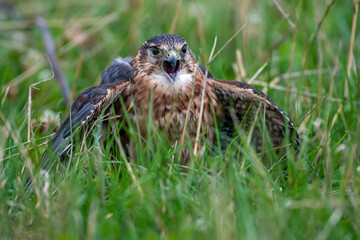 Naklejka na ściany i meble A merlin (Falco columbarius) mantles (conceals) its catch from other birds