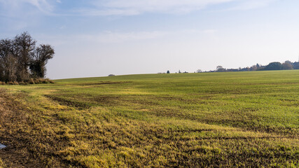 Fototapeta na wymiar A field of wheat under blue skies