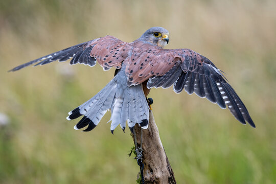 Close up view of a a kestrel (Falco tinnunculus) on a perch
