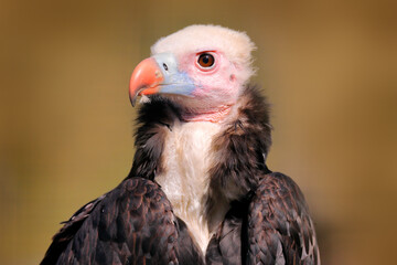 Trigonoceps occipitalis, White-headed vulture, detail head portrait of bird,  sitting on the tree branch with blue sky. Wildlife scene from nature, South Africa. Vulture in the habitat, sunny day.