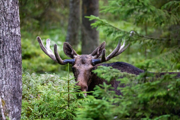 Naklejka na ściany i meble moose in the woods