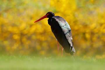 Yellow autumn wildlife. Black stork in the green forest habitat. Wildlife scene from nature. Bird Black Stork with red bill, Ciconia nigra, sitting on the nest in the forest. Black and white bird.
