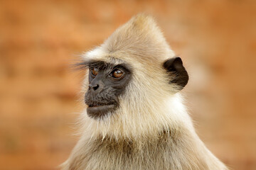 Wildlife of Sri Lanka. Common Langur, Semnopithecus entellus, monkey on the orange brick building, urban wildlife.