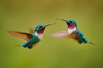 Fly detail, moving wings. White-bellied Woodstar, hummingbird with clear green background. Bird...