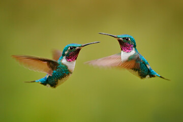 Fly detail, moving wings. White-bellied Woodstar, hummingbird with clear green background. Bird from Tandayapa, Ecuador. Flying hummingbird in tropical forest.