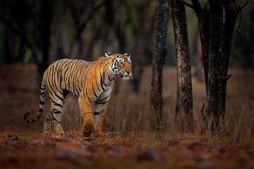 Fototapeta premium Indian tiger, wild animal in the nature habitat, Ranthambore NP, India. Big cat, endangered animal. End of dry season, beginning monsoon. Tiger from Asia.