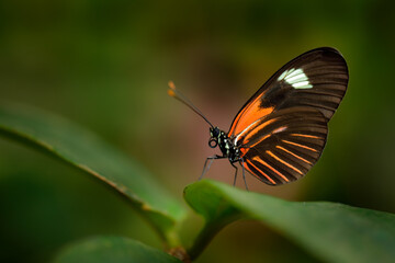 Heliconius melpomene, Postman Butterfly from Mexico in the nature habitat. Nice insect from Costa Rica in the green forest. Butterfly sitting on the red flower from Central America.