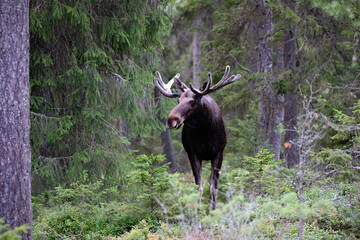 elk in forest