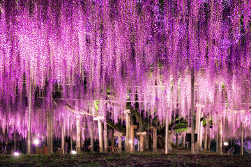 Wisteria tree in full bloom at the Ashikaga flower park, Tochigi, Japan