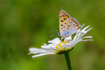 Copper butterfly on flower