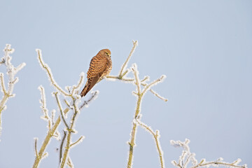 A female common kestrel (Falco tinnunculus) perched on a branch with snow ready to hunt mice.