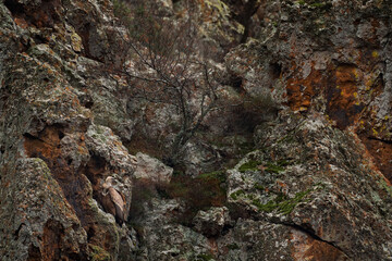 Find the Griffon Vulture, Gyps fulvus, big birds of prey sitting on rocky mountain, nature habitat, Madzarovo, Bulgaria, Eastern Rhodopes. Wildlife from Balkan. Wildlife scene from nature.