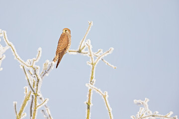 A female common kestrel (Falco tinnunculus) perched on a branch with snow ready to hunt mice.