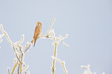 A female common kestrel (Falco tinnunculus) perched on a branch with snow ready to hunt mice.