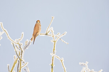 A female common kestrel (Falco tinnunculus) perched on a branch with snow ready to hunt mice.