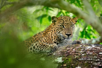 Poster Im Rahmen Leopard in green vegetation. Hidden Sri Lankan leopard, Panthera pardus kotiya, Big spotted wild cat lying on the tree in the nature habitat, Yala national park, Sri Lanka. Widlife scene from nature. © ondrejprosicky