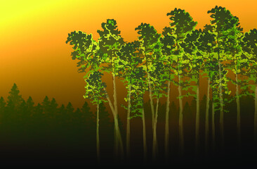 Obraz premium Landscape. Morning in the pine forest. Vector illustration of pines and firs on the background of the early morning dawn. A blank for creativity.