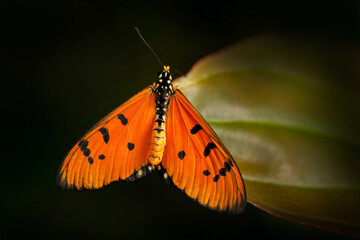 Acraea acrita, the fiery acraea,  butterfly of the family Nymphalidae, from Tanzania in Africa. Orange insect in the nature habitat, sitting on the green leave.
