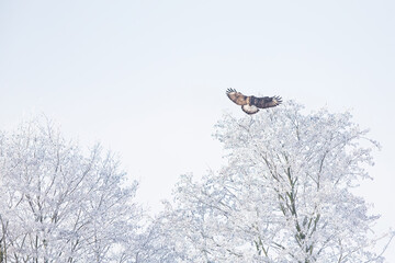 A rough-legged hawk (Buteo lagopus) landing in a tree with snow in search for prey.
