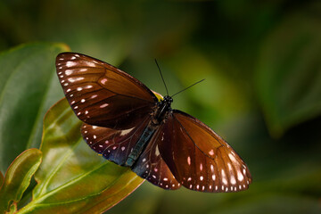 Euploea camaralzeman,  Indomalayan species of danaine butterfly, Java in Indonesia, Asia. Beautiful insect in the green nature forest habitat.