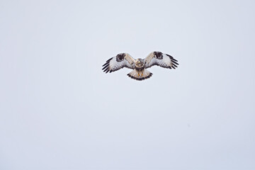 A rough-legged buzzard hovering in search for prey