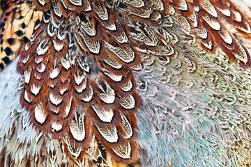 Colourful pheasant bird feathers 