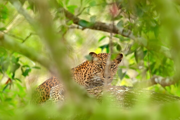 Leopard in green vegetation. Hidden Sri Lankan leopard, Panthera pardus kotiya, Big spotted wild cat lying on the tree in the nature habitat, Yala national park, Sri Lanka. Widlife scene from nature.