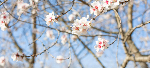 Sprigs with white almond flowers against the blue sky. Spring bloom theme.