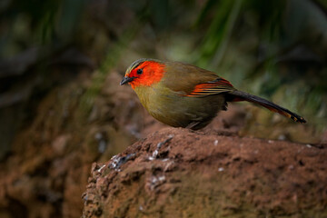 Scarlet-faced liocichla, Liocichla ripponi, bird with red face from Vietnam and China. Animal from Asia. Ground bird in the nature habitat.