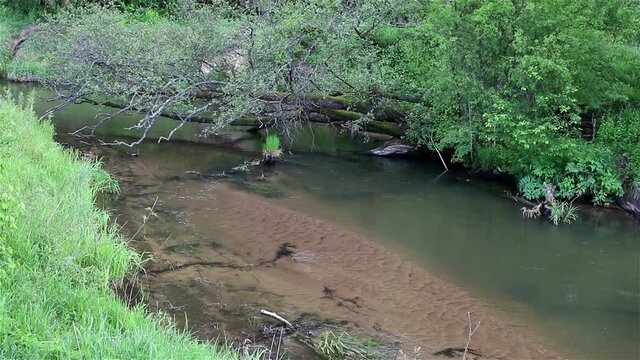 The forest river, current of water in the forest river, Isloch, Belarus