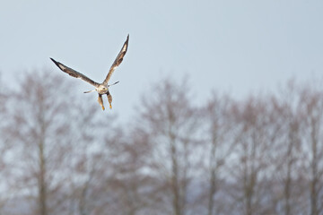 A rough-legged buzzard hovering in search for prey