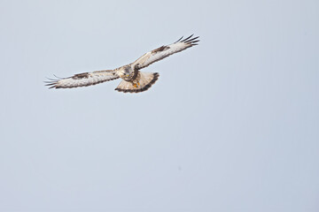 A rough-legged buzzard hovering in search for prey
