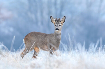 Wild roe deer in a frost covered field