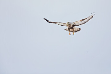 A rough-legged buzzard hovering in search for prey