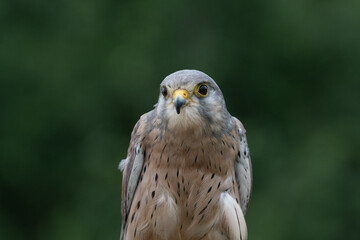 Close up view of a a kestrel (Falco tinnunculus) on a perch