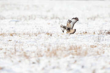 A rough-legged buzzard (Buteo lagopus) landing in a snowy meadow.