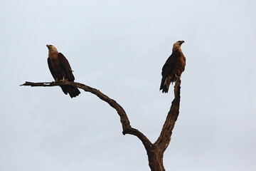 Eagle couple sitting at high rise branches in forest of Jim Corbett, India