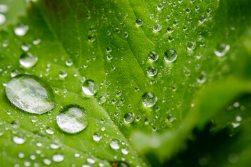 Alchemilla vulgaris green leaves
with rain drops in summer garden. Alchemilla mollis or garden lady's-mantle plant. 