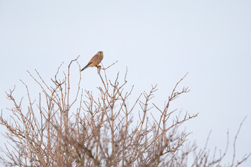 A female common kestrel (Falco tinnunculus) perched on a branch with a mouse in its claws.