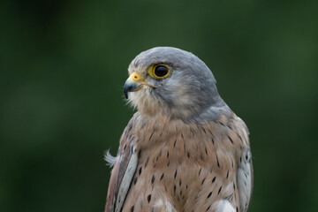 Close up view of a a kestrel (Falco tinnunculus) on a perch