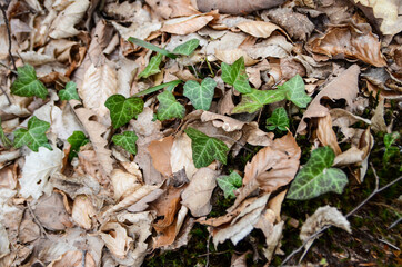 Autumn leaves on ground in forest. Fallen dry brown leaves in forest in mountain. Textured natural wallpaper.  Ivy on a ground. Woody vine in nature. 