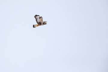A rough-legged buzzard hovering in search for prey