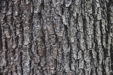 Bark of tree in forest.  Closeup of the bark of an old tree in mountain.   