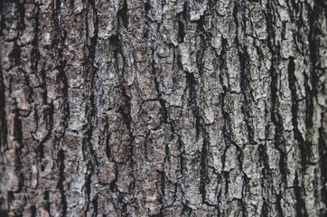 Fototapeta premium Bark of tree in forest. Closeup of the bark of an old tree in mountain. 
