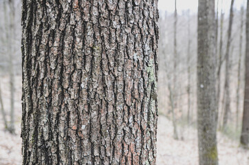 Fototapeta premium Bark of tree in forest. Closeup of the bark of an old tree in mountain. Woods in nature. 
