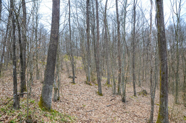 Forest in winter. Trees without leaves. Cloudy winter day in woods. 