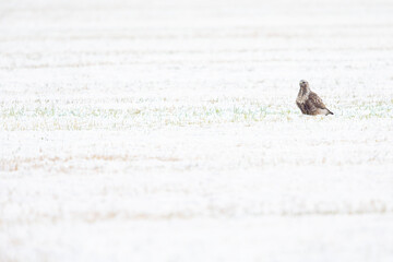A rough-legged buzzard (Buteo lagopus)  foraging in a snowy meadow.